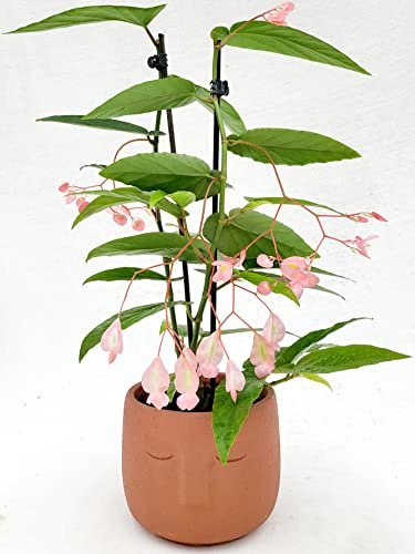 POWERS TO FLOWERS - BEGONIA TAMAYA IN VASO CERAMICA AFRICA, CORALLINA, TAMAIA, pianta vera
