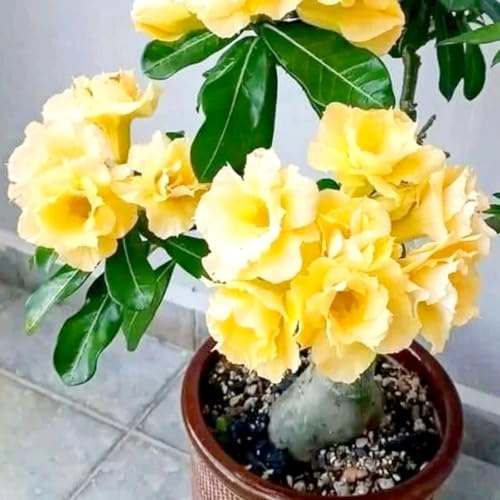 Rosa perenne del desierto resistente al invierno/Embellece tu entorno/Adecuado para decorar tu jardín/verde