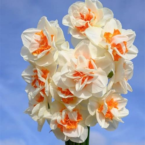 Rizomas de narciso Fragancia exquisita. perenne. Adaptable. Resistente al frío.Puro amor.-4 Rizoma-D