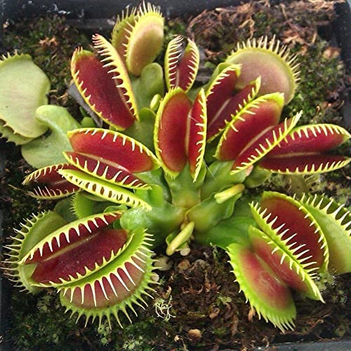 Semillas de atrapamoscas, 150 Piezas Semillas de atrapamoscas Clip Gigante Dionaea Bonsai en Maceta Planta carnívora Semillas de atrapamoscas