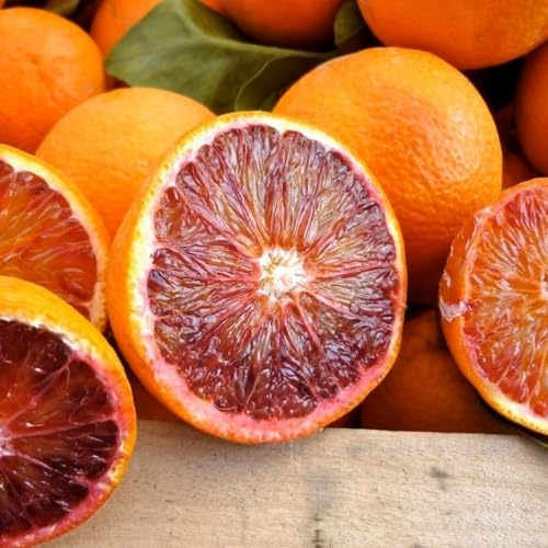 Planta Naranja Sanguina En Jarrón 24 - Edad 3/4 Años (Foto Real)