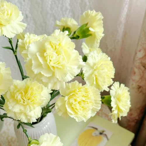 Semi di garofano, esotiche di garofano selvatico, decorazione soggiorno regali sostenibili rare regali per gli amanti del giardino 600pcs