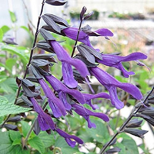Salvia ‘Amistad' Perennial Garden Plug Plants New Variety Pack x6