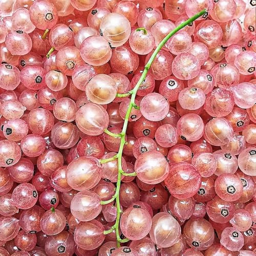 semillas de grosella - decorativas jardín balcón exóticas resistente cama elevada 25pcs