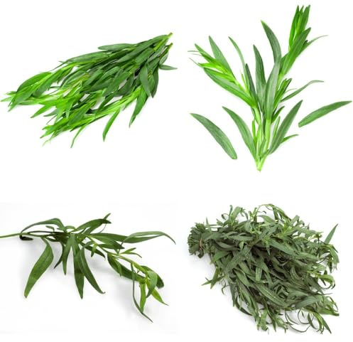 Semillas de estragón orgánicas, semillas de raras exóticas de jardín de semillas de silvestres variedades antiguas perennes 300pcs