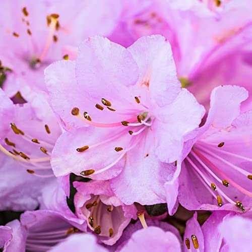 Rhododendron Snipe Outdoor Plants | Garden Ready Evergreen Dwarf Shrubs | Potted Pink Spring Flowering Rhododendrons in 1L Pots