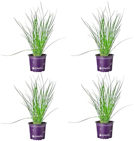 Schnittknoblauch Allium hybride Kräuterpflanze 4stk.
