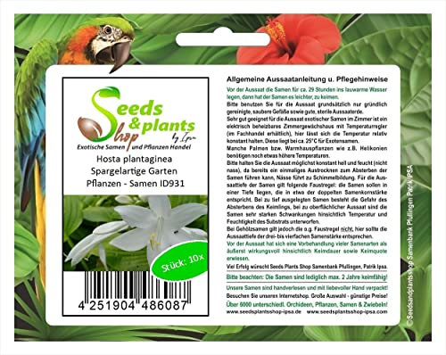 Pcs - 10x Hosta Plantaginea Spargelartige Jardin Plantes - Graines ID931 - Seeds & Plants Shop by Ipsa