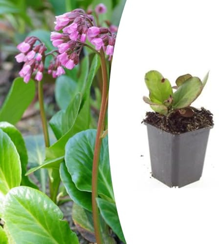 Bergenia cordifolia 'Herbstblüte' | 24 pezzi - 10-25cm - Ø9cm - Pianta da giardino