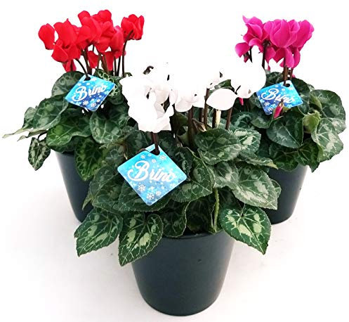 POWERS TO FLOWERS - CICLAMINO TRIS, BIANCO ROSSO VIOLA 3 PIANTE, piante vere