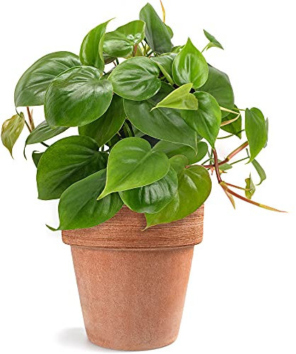 Philodendron scandens | Baumfreund Kletterpflanze im Hängetopf (15 cm)