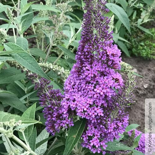 Schmetterlingsstrauch, Buddleja 'Rêve de Papillion® Lavender' violett, Topf 5 lt