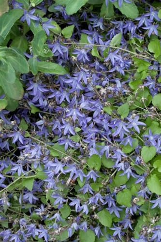 Campanula poscharskyana 'Frühlingszauber' 9x9 cm Topf – Winterhart, Mehrjährig, Pflegeleicht – Polster-Glockenblume – Bodendecker für Beet & Steingarten