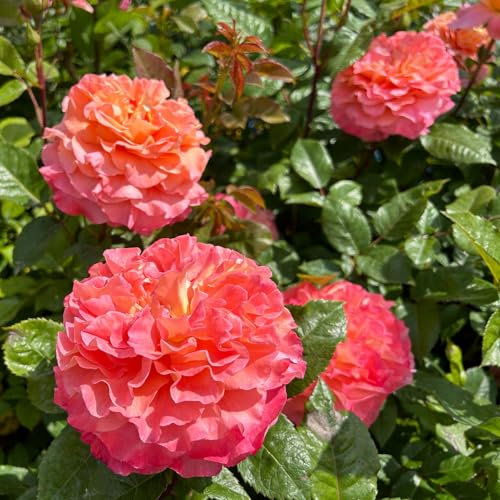 Edelrose 'Augusta Luise®' ist eine rose-apricotfarbene, öfterblühende Gartenrose mit unvergleichlich intensivem Duft. Im 6 Liter Topf.