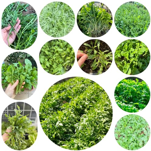 semi di rucola resistente - balcone esotiche vecchie varietà 300pcs