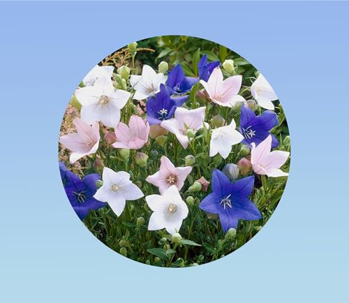 100 graines platycodon - fleur ballon - Campanule à grandes fleurs - en mélange - plante vivace - massif, rocaille, bordure