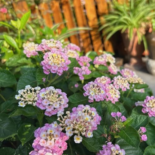 semillas de lantana, macizo de con orgánicas ornamentales decoración Decoración de jardín para exteriores, alfombra, para 150pcs