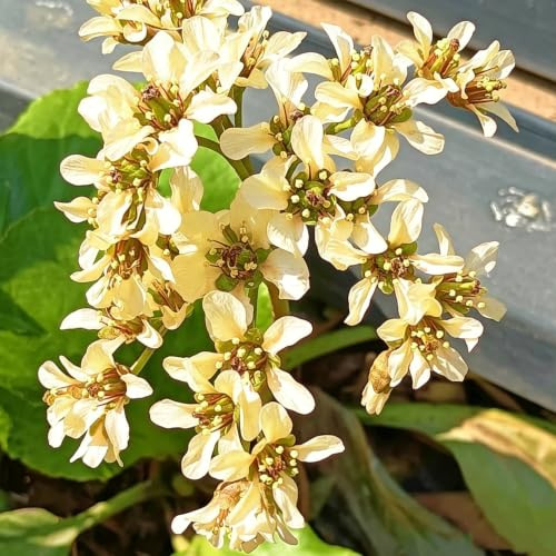 semillas de bergenia decoraciones resistentes el jardín Decoracio 150pcs