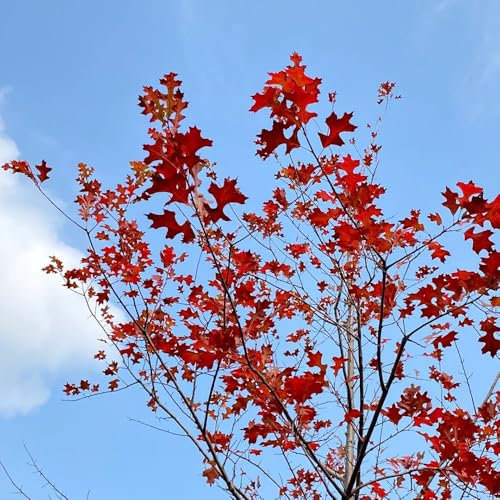 eichenbaum kaufen samen - eiche - bonsai baum, pflanzenanzucht eiche eichenbaum bäume kaufen, zimmerbonsai bonsai pflanzen balkon, deko wohnzimmer bio samen alte sorten, baum pflanzen 5pcs