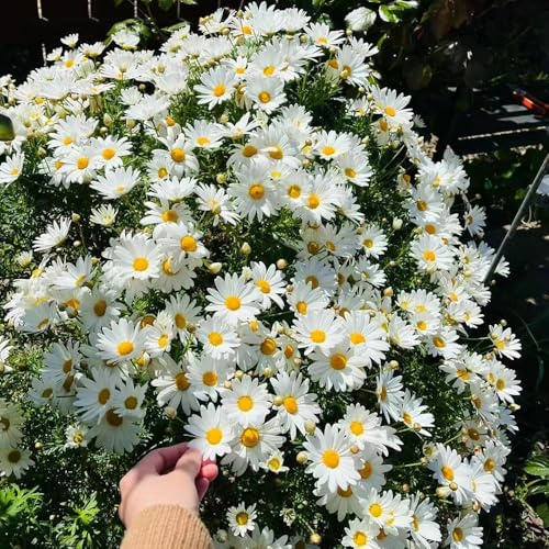 semillas de margarita perennes jardín decorativas semillas de silvestres prado balcón 55pcs