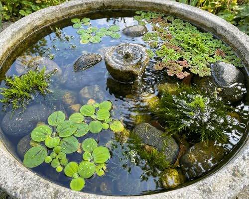 NatureHolic Miniteich Pflanzen Set - Wasserpflanzen Schwimmpflanzen und Teichmoos für Miniteiche - Pflegeleichtes Set für kleine Teiche ohne Einpflanzen - Natürliche Deko den Gartenteich