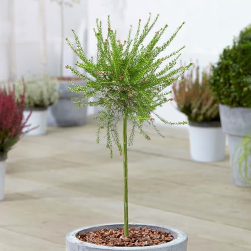 Grevillea juniperina, árbol de patio, plantas perennes, plantas de exterior, todo el año.