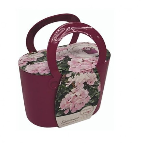 Kit de culture Fleurs de Géranium avec pot en plastique Violet, terreau et graines