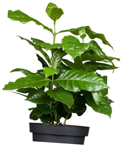 Planta del Café Natural Planta Resistente para Interior y Exterior