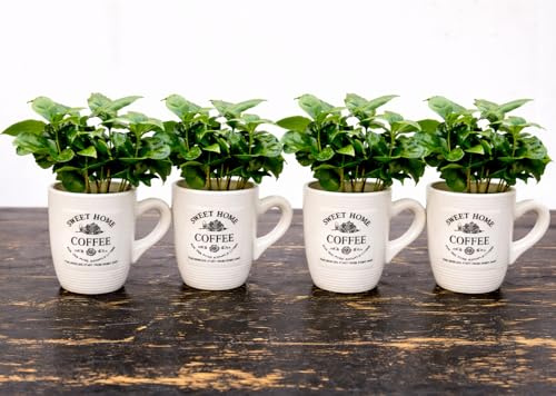 POWERS TO FLOWERS - PIANTA DEL CAFFE' DA FRUTTO, 4 PIANTE, COFFEA ARABICA, IN TAZZINA 9CM DIAMETRO, pianta vera