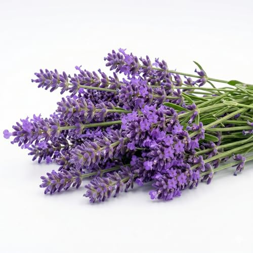Semi di Lavanda Profumata Alta Germinazione | Semi Lavanda Vera per Giardino e Balcone | Pianta Aromatica e Ornamentale | Facile da Coltivare | Antizanzare Naturale