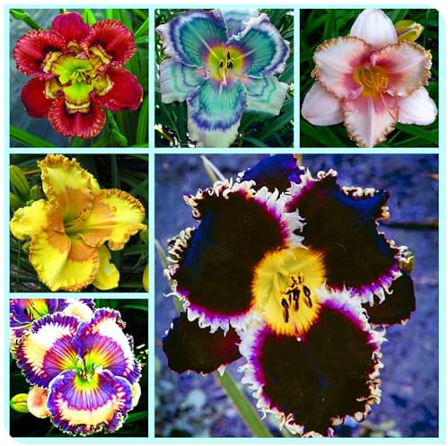 Ideal para Borduras Soleadas - Bulbos de Hemerocallis - Matas Voluminosas y Decorativas -Hemerocallis bulbos-15 Bulbos-A
