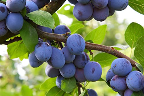 1 Pflaumenbaum Ersinger Frühzwetsche 80-100cm im Topf Obstbaum Pflaume Prunus domestica