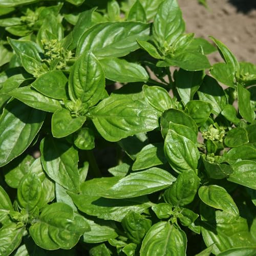 Italian Basil Seeds - 500 Fresh Basil Herb Seeds – Plant and Grow Your Own Herbs Ideal for Greenhouse, Garden, Polytunnel, Growbags, Large Pots or Containers - Packed in The UK by Meldon Seeds