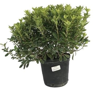 Boj o Buxus Natural Planta de Exterior Arbusto Resistente para Creae Cercados en Jardines