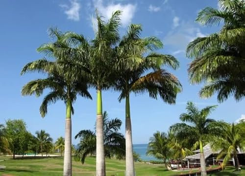 10 Graines de Palmier Royal de Cuba - Roystonea Regia - Arbre tropical Ornement - Jardin - 284