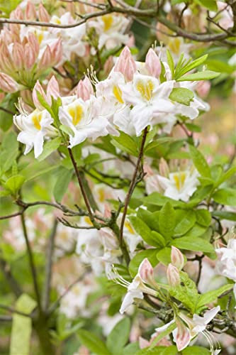 Rhododendron luteum 'Persil' 125-150 cm - Gelber Rhododendron, duftende gelbe Blüten, Blütezeit Mai-Juni, ideal für Rabatten, bienenfreundlich, winterhart