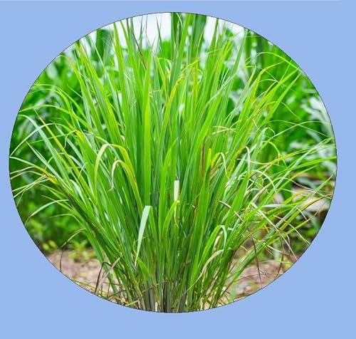 200 graines de citronnelle - lemongrass - Cymbopogon citratus - 34