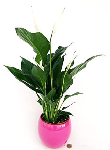 POWERS TO FLOWERS - SPATIFILLO MULTIFLORA IN VASO CERAMICA FUCSIA SFERICO, VASO 14cm, altezza 45/50cm, Pianta Vera