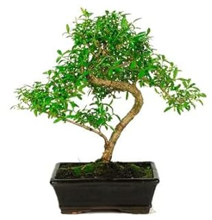 Bonsái de Serissa Phoetida o Serissa Japonica Natural