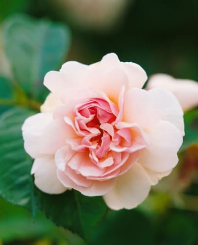 Rosa 'Felicia' - Strauchrose, zartrosa Blüten, Blütezeit Juni-Oktober, duftend, ideal für Rabatten, bienenfreundlich und pflegeleicht