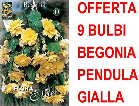 OFFERTA 9 BULBI BEGONIA PENDULA GIALLA BULBS BULBES