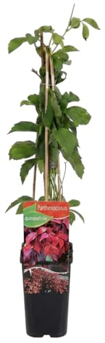 Verdecora Parra Virgen maceta 3L | Parthenocissus Quinquefolia | Enredadera de Virginia | Planta Natural de Exterior Trepadora de Follaje Denso | Ideal para Muros, Celosías, Terraza y Jardín