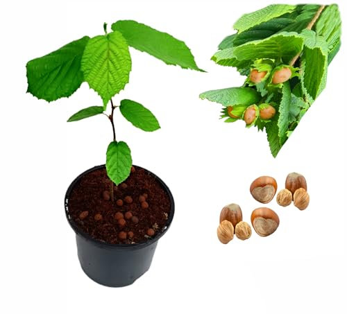 Fruit Trees,Quince,Grape,Apricot,Fig,Plum,Loquat,Hazelnut,Avocado,Lulo,Mango Tree(25-65cm) (Hazelnut)