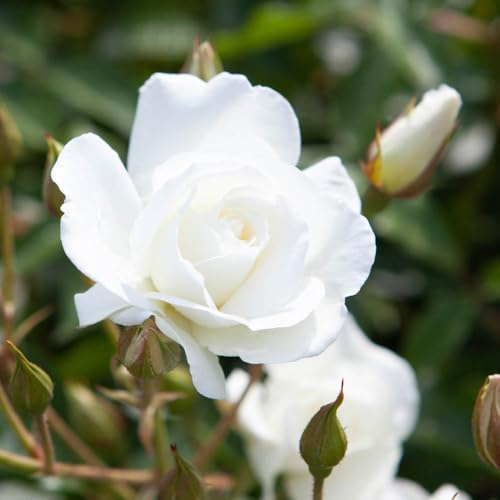 YouGarden Rose 'Iceberg', Floribunda White Repeat Flowering Fragrant RHS AGM Hardy Garden Plant, 1 x 4 Litre Pot