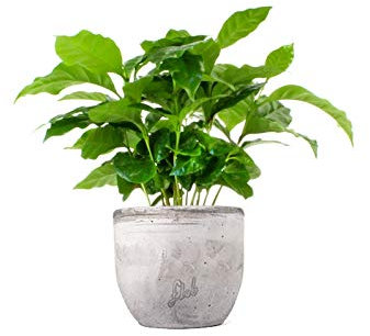 Pianta di Caffè Altezza 25 cm, Pianta Vera, Pianta da Interno, Vaso Artigianale in Cemento
