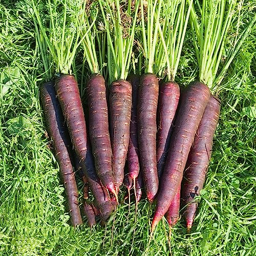 300 Pcs Karotten Samen/Karottensamen Pflanzen Balkon, Gartensamen Karotten Samen Alte Sorten Balkongarten Bio Saatgut, Geschenk Garten Gemüse Samen, Pflanzen Pflanzen Winterhart Draußen,