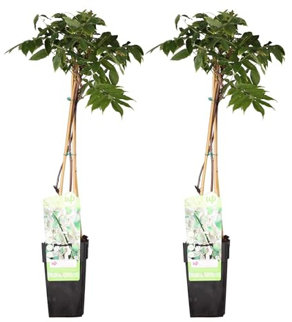 Glicina blanca – Lote de 2 – 65 cm – Ø15 – Planta trepadora exterior