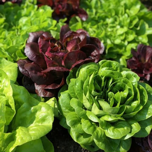 Las buenas semillas de lechuga aún pueden crecer después de ser recolectadas-500pcs-F