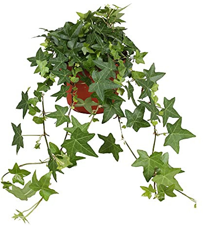 DECOALIVE Hiedra de Interior Planta Natural Hedera Helix Hiedra Mini Enredadera Natural, 8436601570055