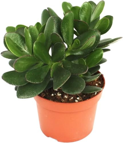 pcmoviles Arbol de Jade: Grassula Ovata en maceta de 8.5cm. Descubre el placer de tener una planta natural que realza tu ambiente con su elegancia.